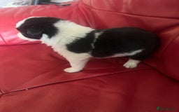 Border Collie dogs for sale: 3 left🐾Ready to leave in 2 weeks🐾Border Collie🐾 - Image 10