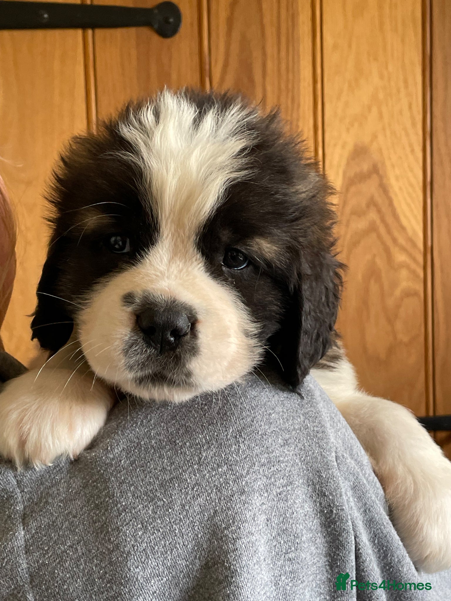 Saint Bernard dogs KC Registered Saint Bernard Puppies - Advert 6