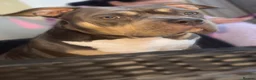 American Bully dogs for sale: Zena pocket bully  in Southport - Advert 3