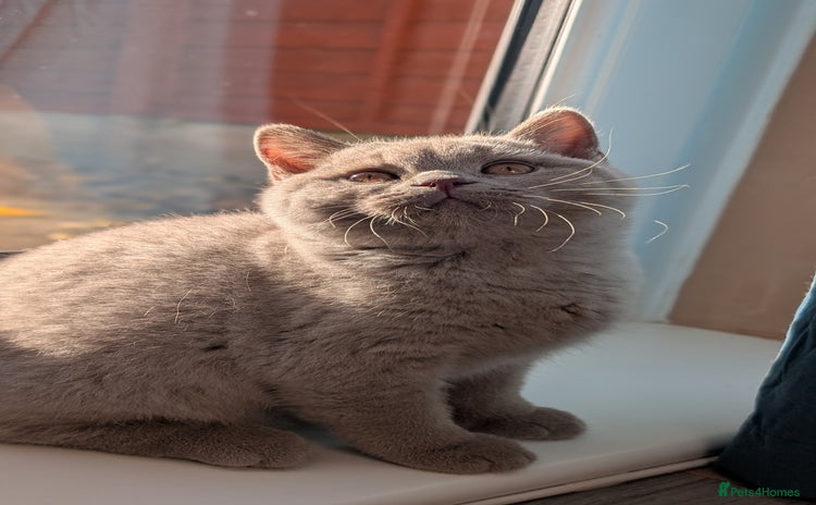 British Shorthair cats - Advert 5