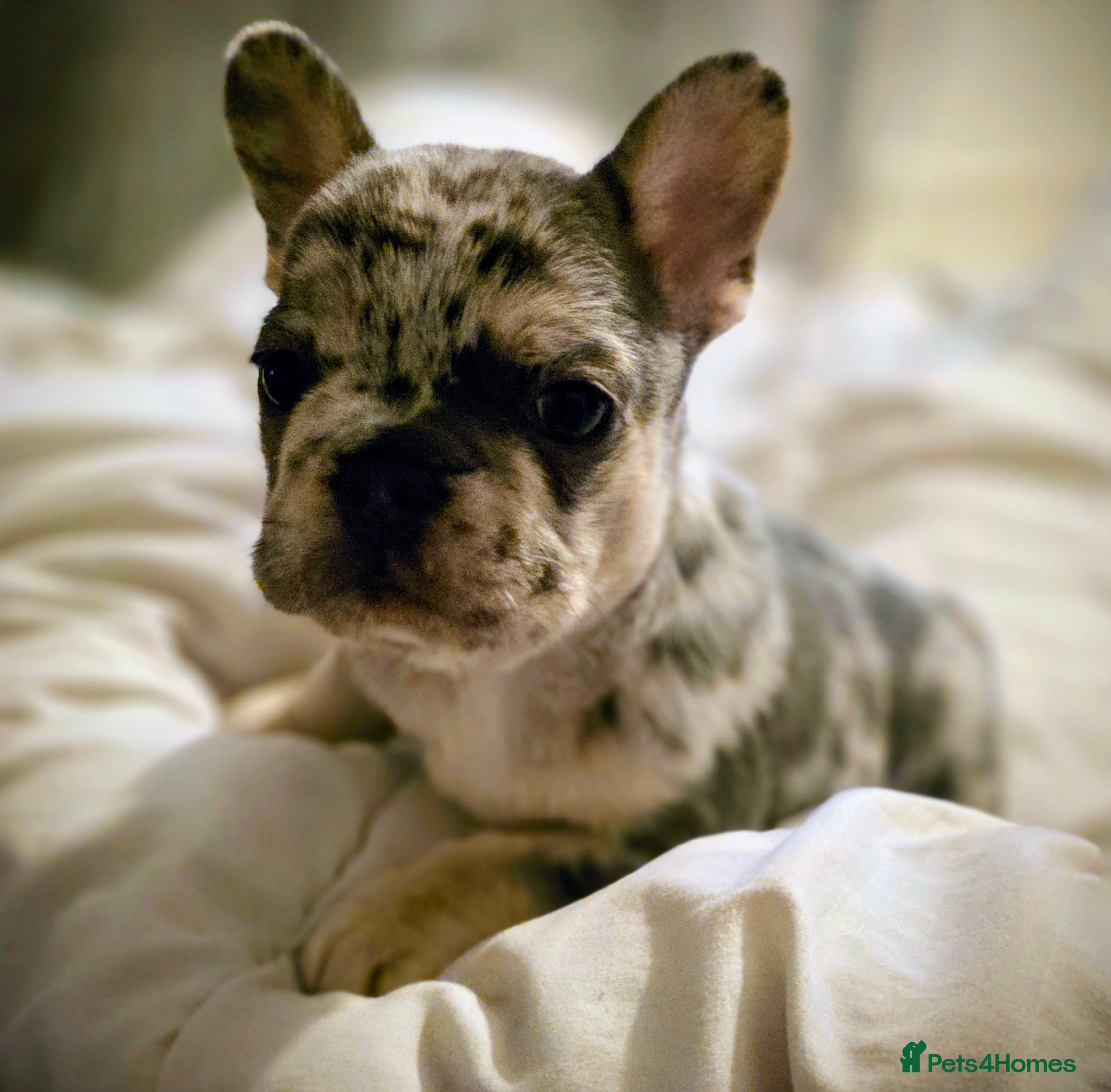 French Bulldog dogs Lilac merle french bulldogs  - Advert 15