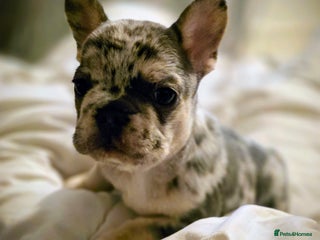 French Bulldog dogs Lilac merle french bulldogs - Advert 1
