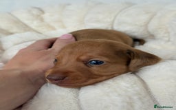 Miniature Dachshund dogs for sale: Miniature Dachshunds Puppies PRA Clear, KC Reg - Image 15