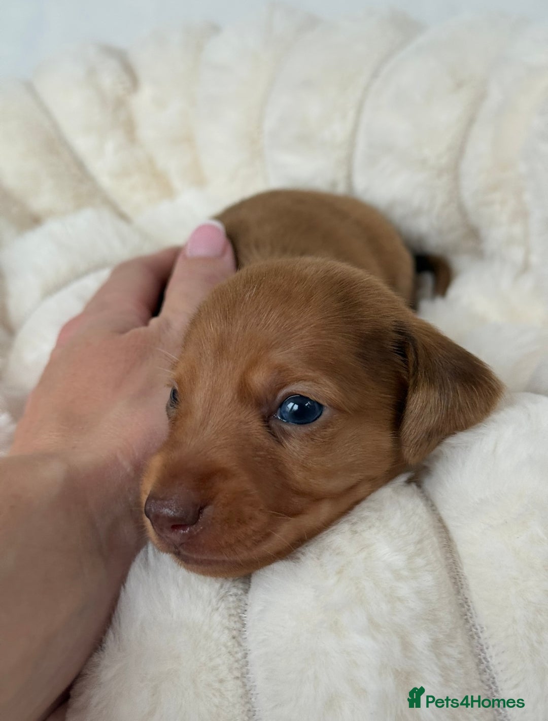 Miniature Dachshund dogs for sale: Miniature Dachshunds Puppies PRA Clear, KC Reg - Image 15
