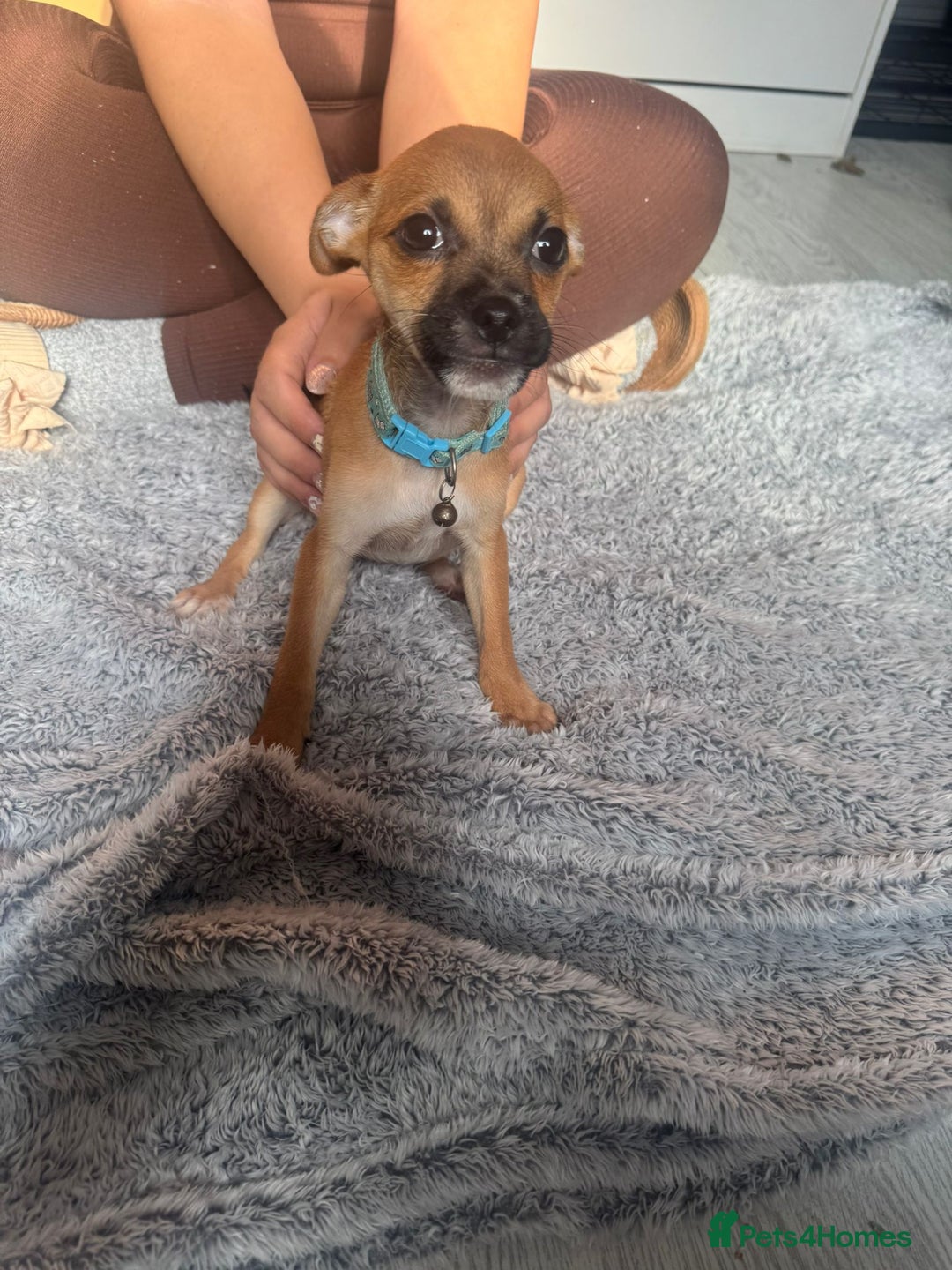 Mixed Breed dogs for sale: Chihuahua puppies £300 - Image 21