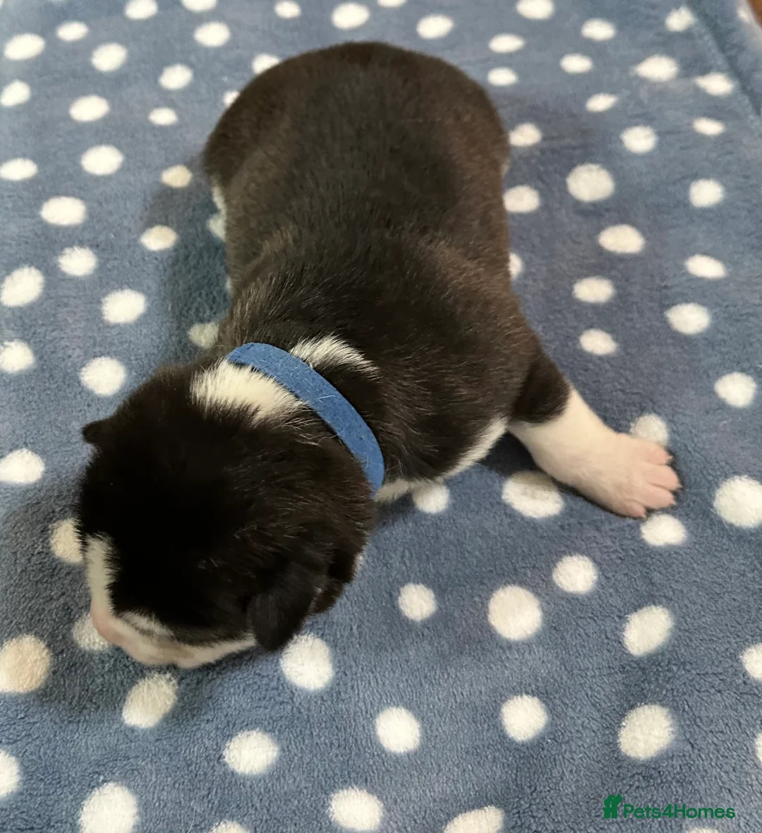 Siberian Husky dogs for sale: 4 Beautiful Siberian Husky Puppies - Advert 4