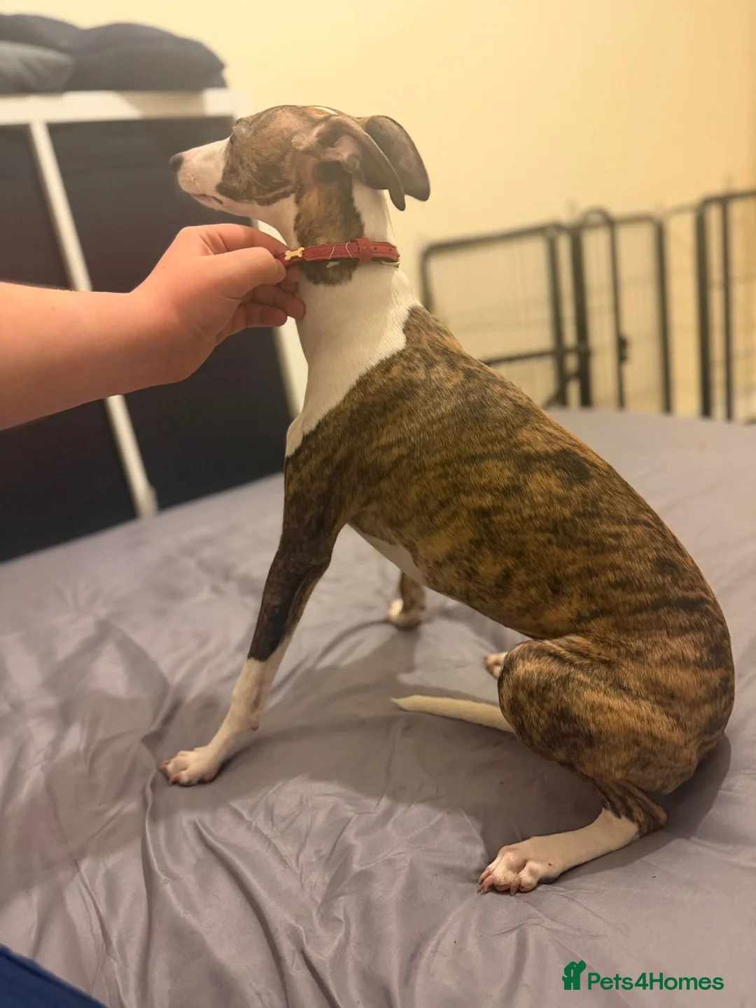 Whippet dogs for sale: Male whippet - Advert 3