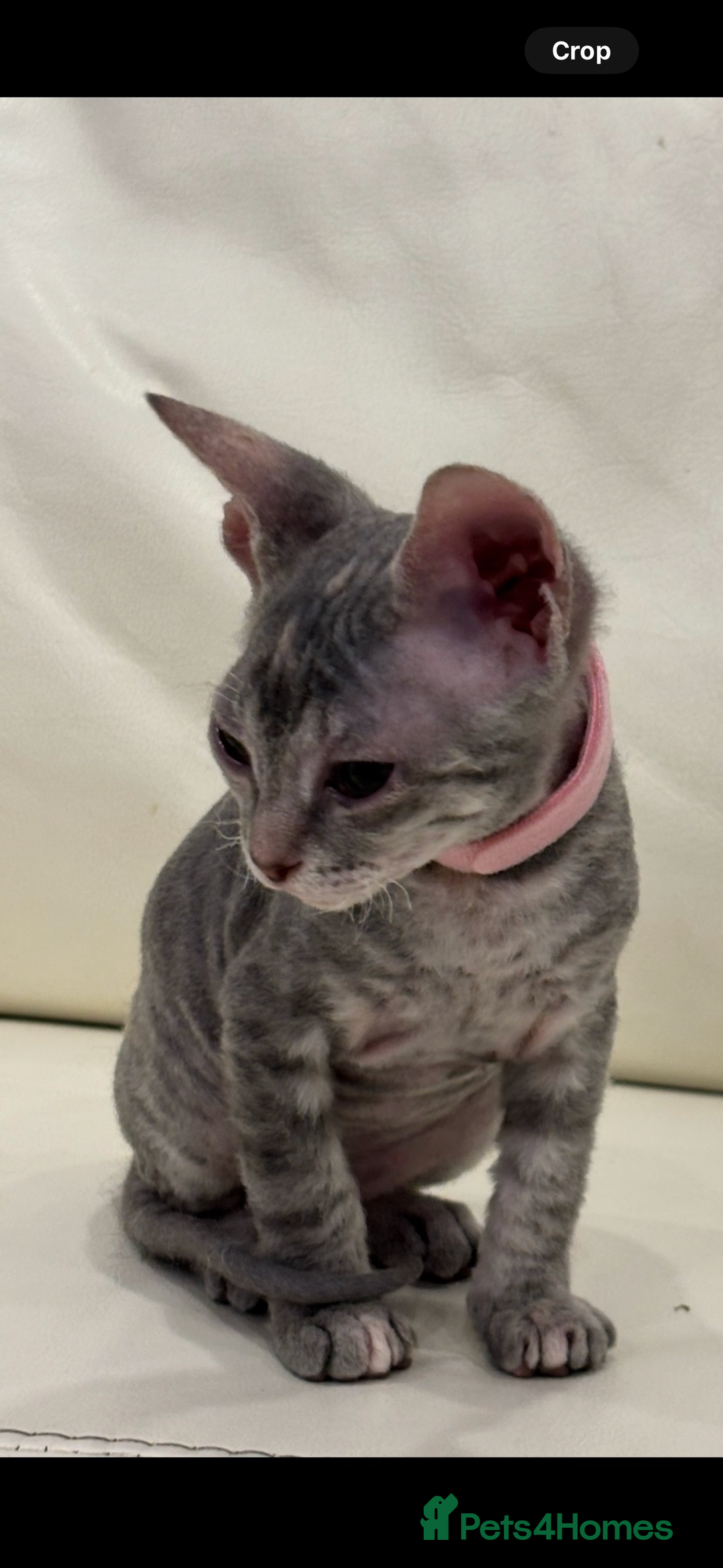 Sphynx cats for sale: Donskoy - Advert 17