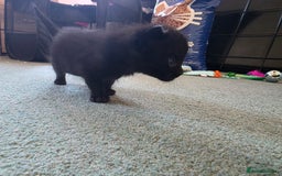 Mixed Breed cats for sale: Mixed breed kittens  - Image 2