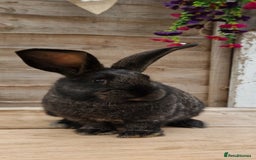 Continental Giant rabbits for sale: Continental giant rabbits  - Advert 2