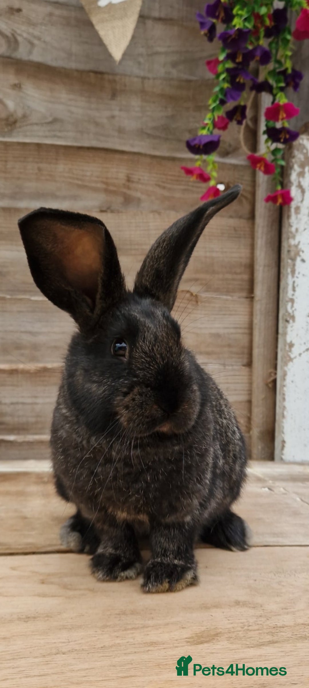 Continental Giant rabbits for sale: Continental giant rabbits  - Advert 2