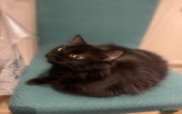 British Shorthair cats for sale: Two life long partners need their forever home - Image 7