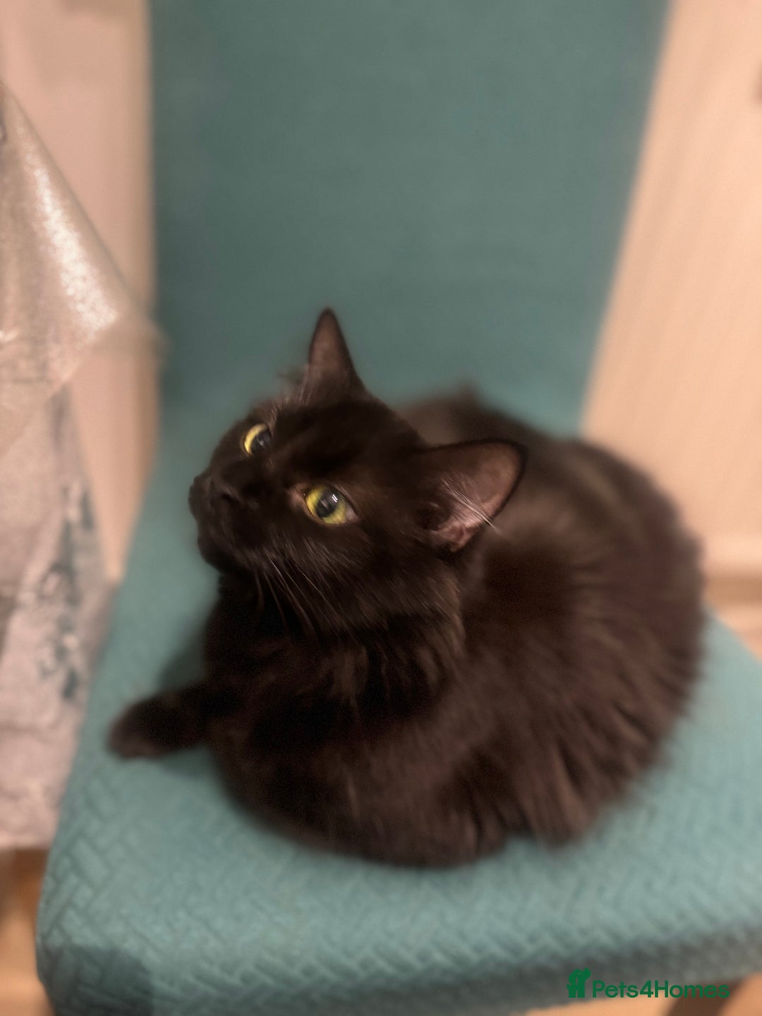 British Shorthair cats for sale: Two life long partners need their forever home - Image 7