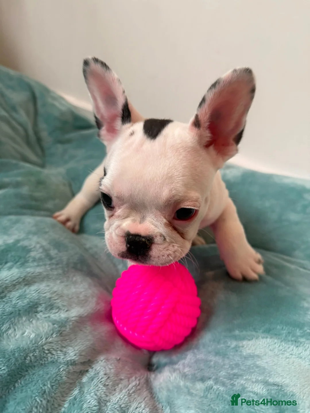 French Bulldog dogs for sale: Last 3 Girls left! Ready to leave!  - Advert 2