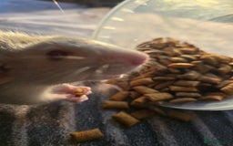 Rat rodents for sale: 4 male rats rehome ( can go with cage) - Image 9