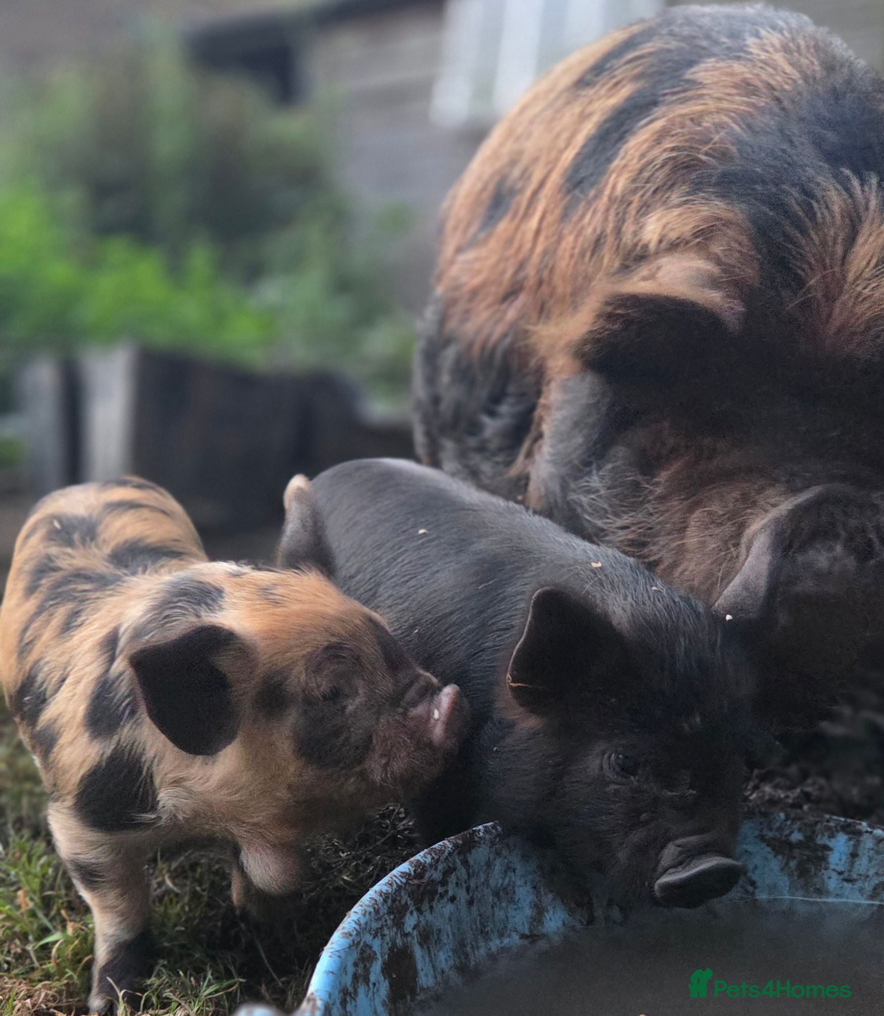 Pig livestock READY NOW kune kune cute piglets lincolnshire - Advert 2