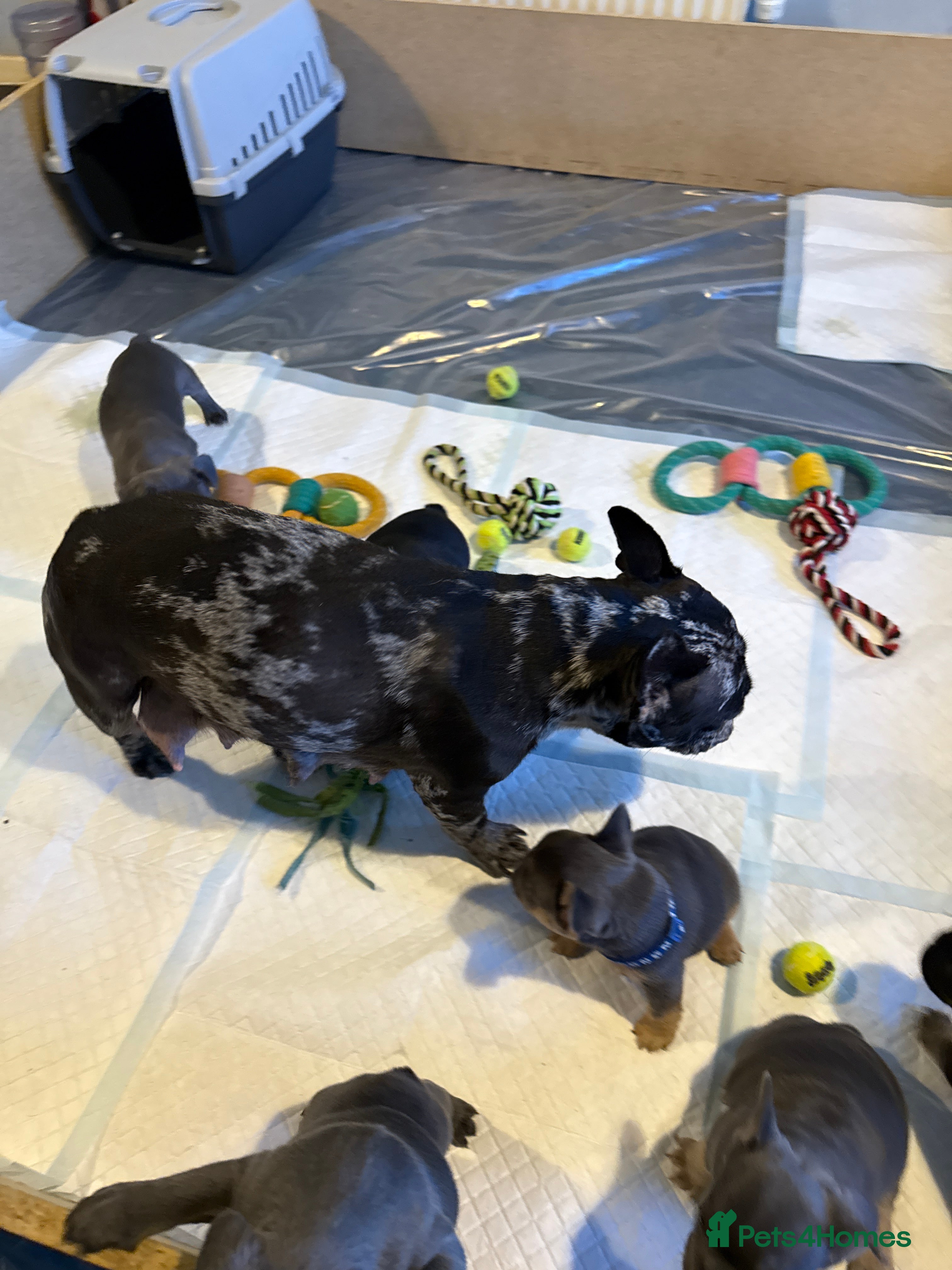 French Bulldog dogs French bulldogs for sale - Advert 13