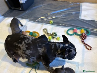 French Bulldog dogs French bulldogs for sale - Advert 1