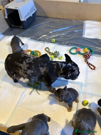 French Bulldog dogs French bulldogs for sale - Advert 1