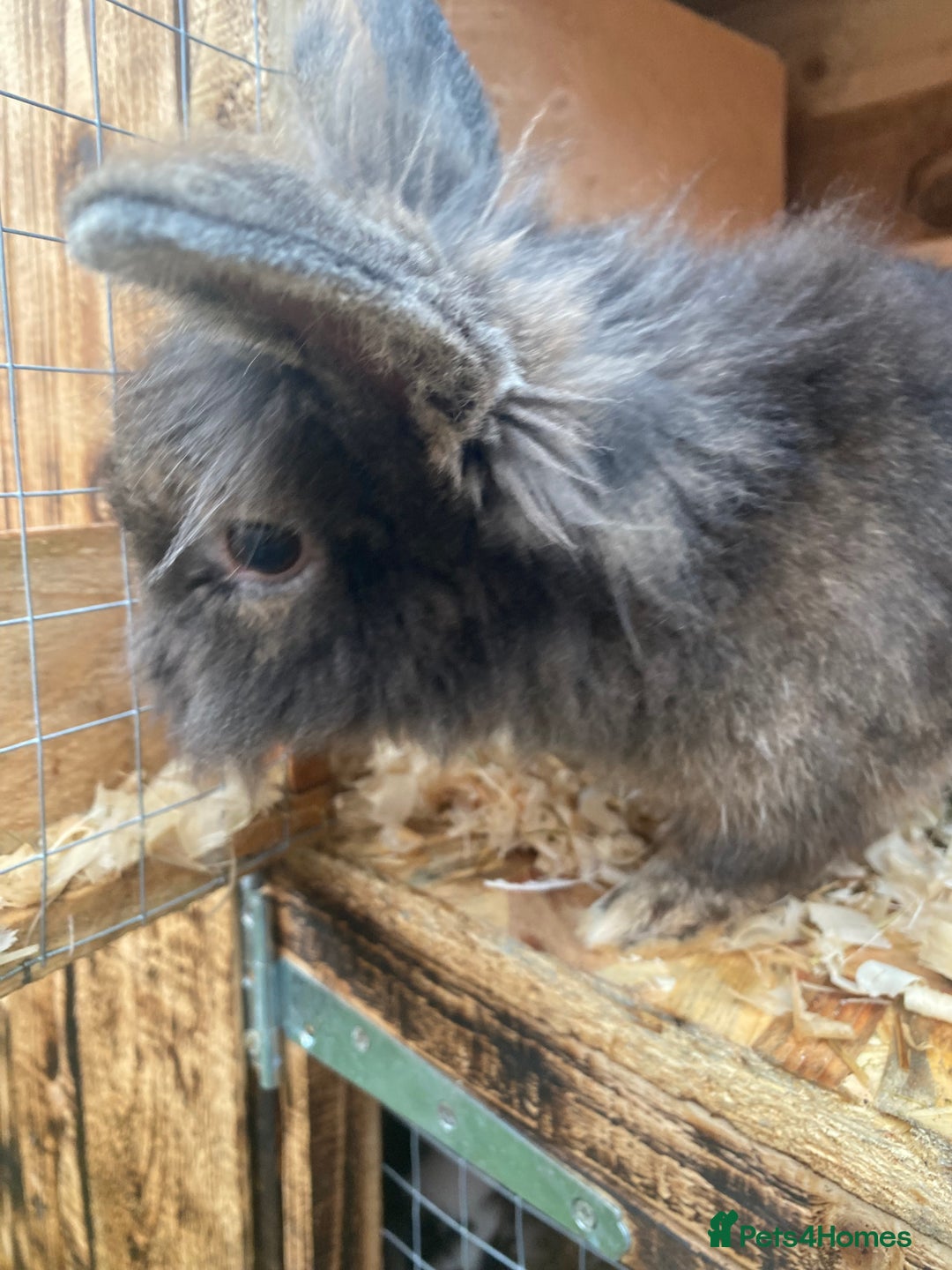 Harlequin rabbits for sale: Male boy  - Advert 1