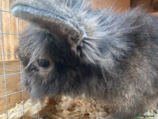 Harlequin rabbits Male boy - Advert 1