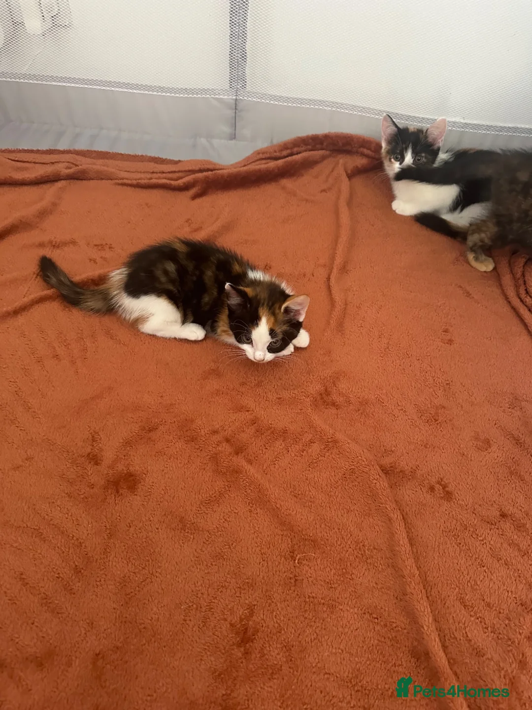 British Shorthair cats for sale: 7 kittens brown/tortoise shell/ ginger n white  - Advert 18