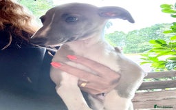 Whippet dogs for sale: Wonderful whippets 5* puppies  - Image 22