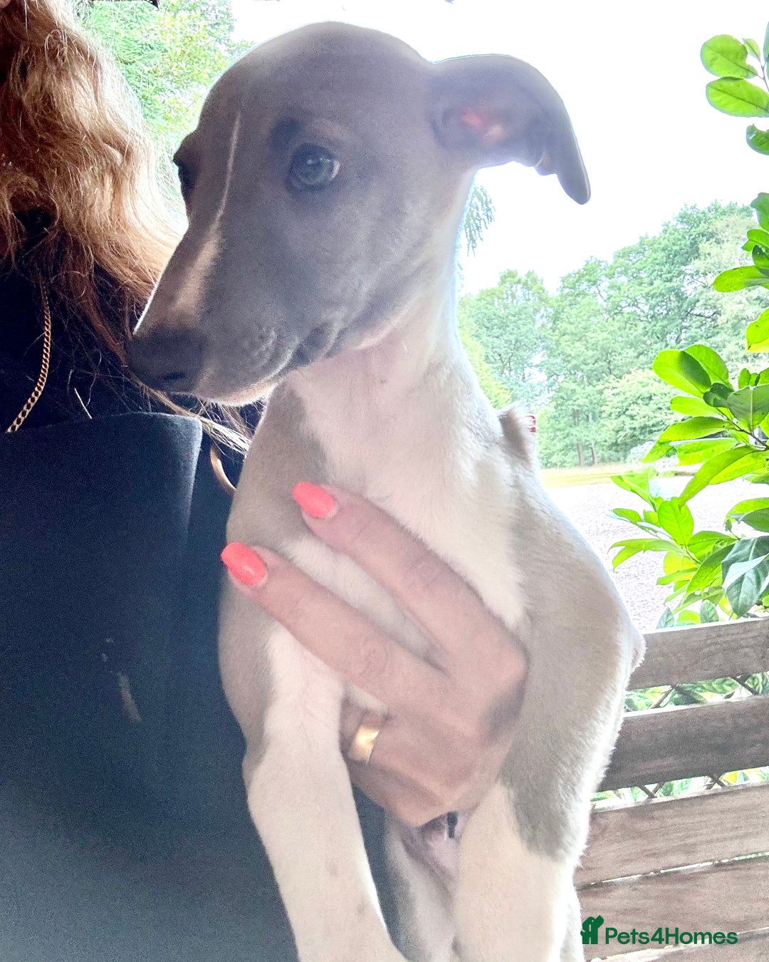 Whippet dogs for sale: Wonderful whippets 5* puppies  - Image 22