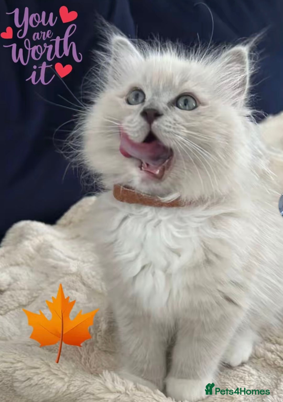 Ragdoll cats for sale: Blue mitted mink ragdoll ( male)  - Image 4