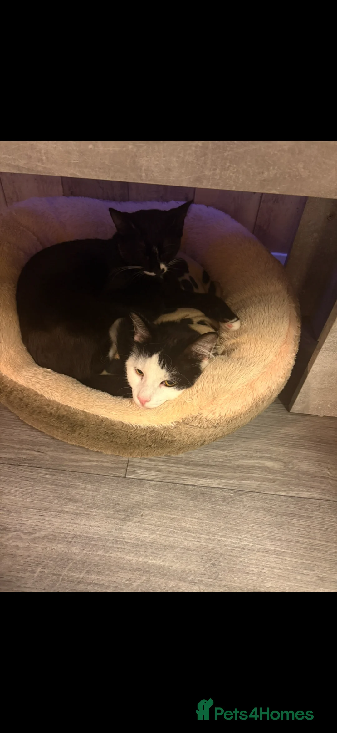 Mixed Breed cats for sale: Dad and Daughter  - Advert 6