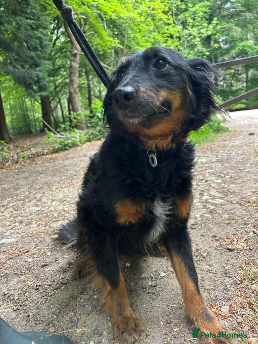 Mixed Breed dogs for adoption: Paige - Norwich Norfolk  - Image 20