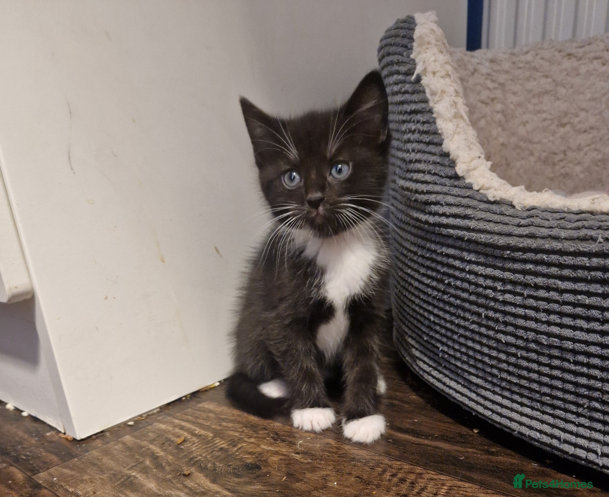 Mixed Breed cats 💥💥💥Lovly Kittens 💥💥💥 - Advert 1