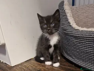Mixed Breed cats 💥💥💥Lovly Kittens 💥💥💥 - Advert 4