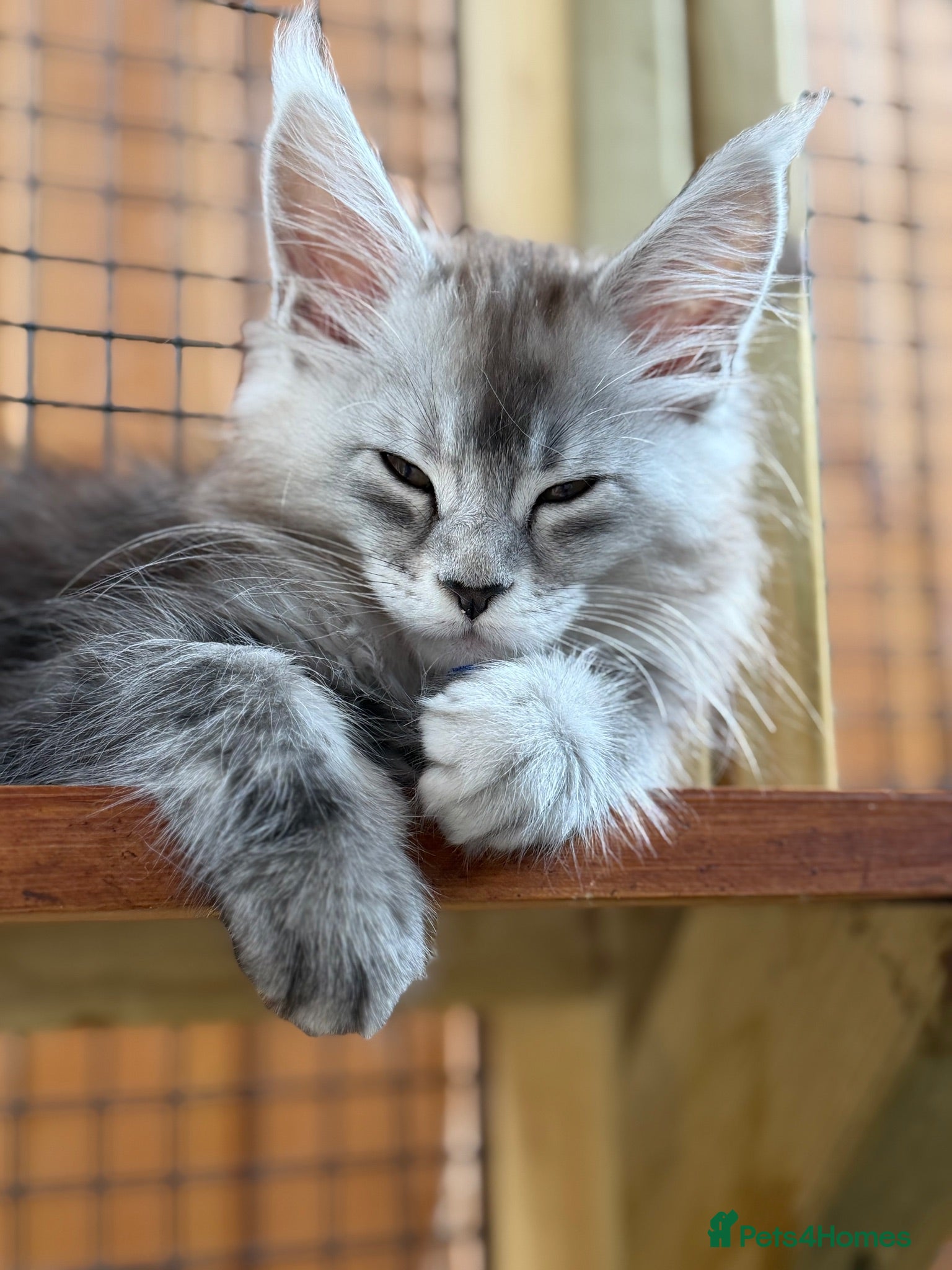 Maine Coon cats GCCF reg High smoke Maine coon kittens/shaded line - Advert 1