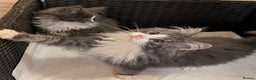 Maine Coon cats for sale: Maine Coon pedigree kittens  - Advert 6