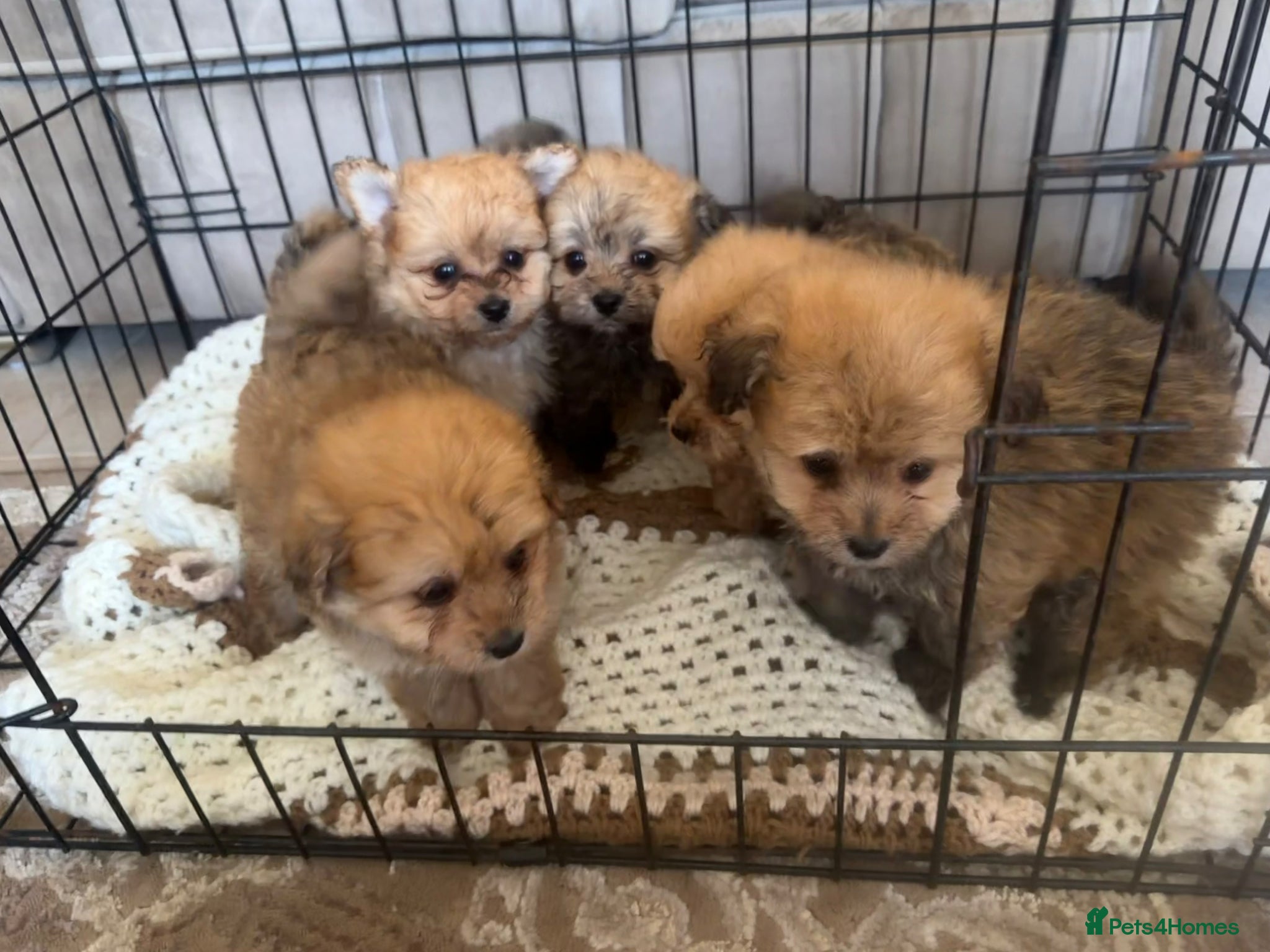 Pomapoo dogs for sale: Pomapoo Puppies  8 Weeks Old ready  Forever Homes - Advert 3