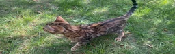 Bengal cats for sale: TICA Registered Bengal Kitten - Stunning Rosettes - Advert 9