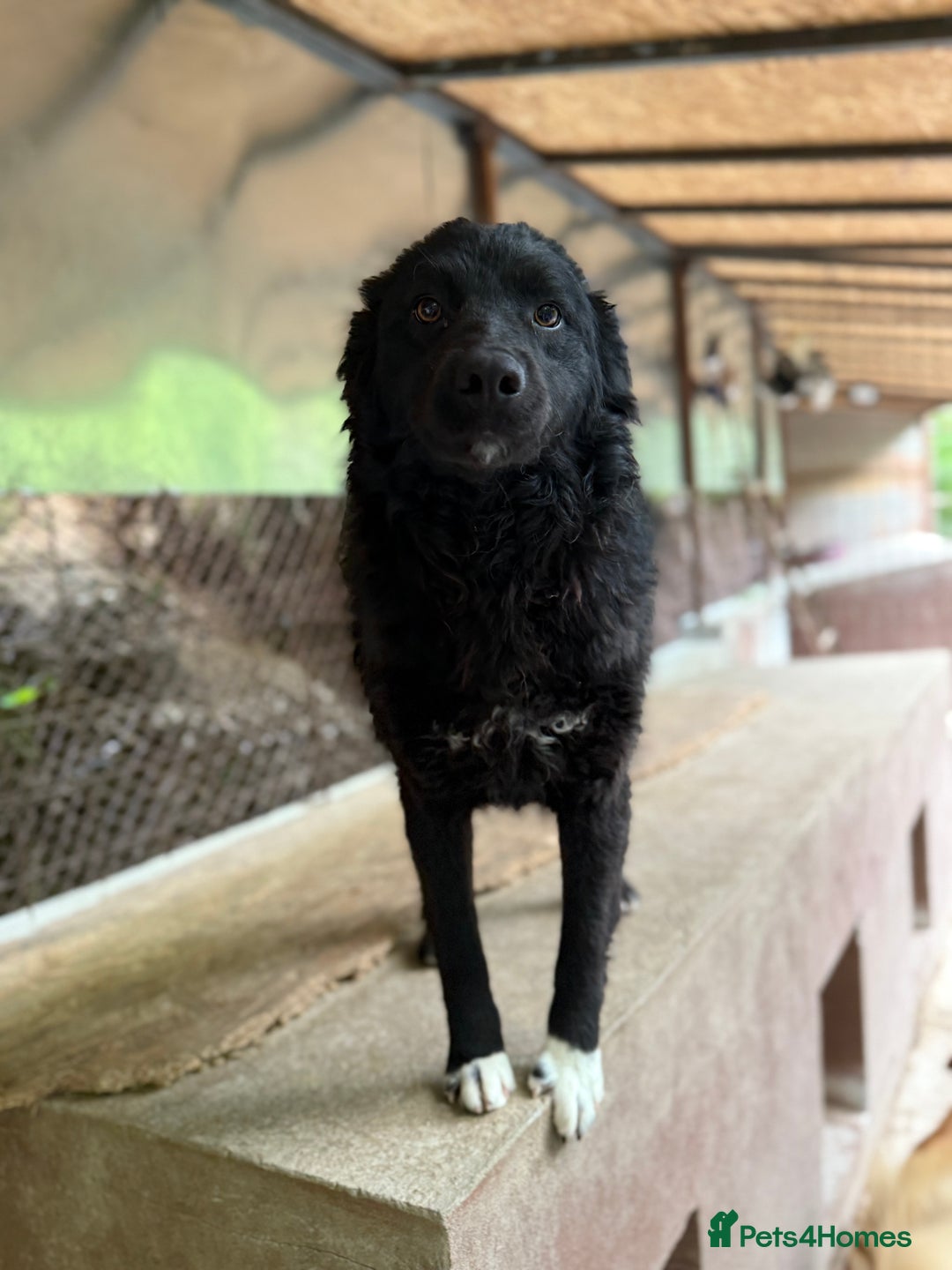 Mixed Breed dogs for adoption: Astra - Friendly girl looking for a home! - Image 2