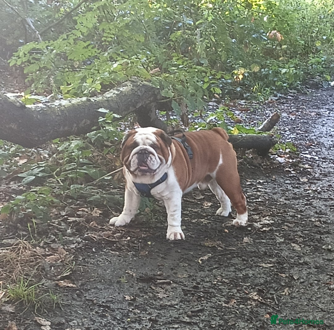 English Bulldog dogs for stud: For Stud: George (red/white) PROVEN in Brighouse - Advert 10