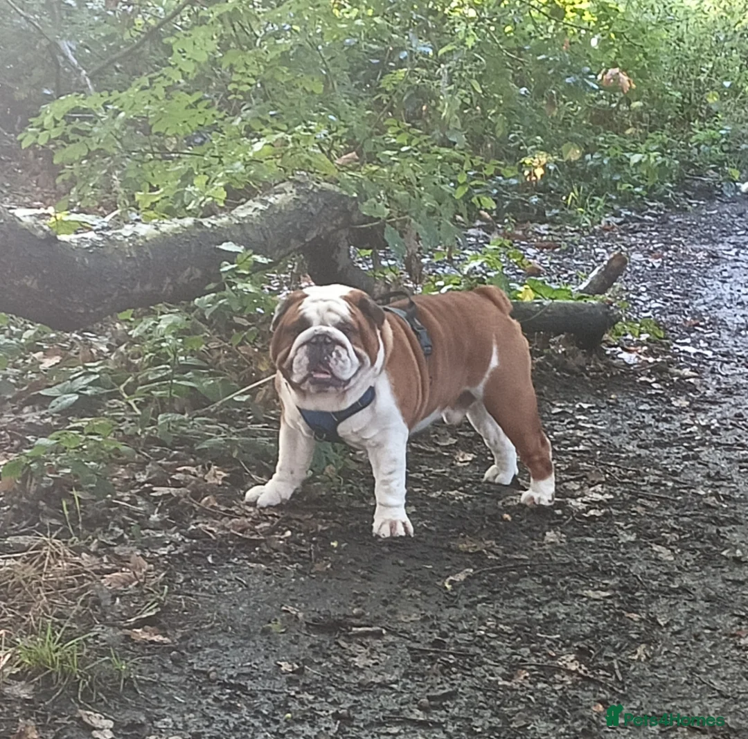 English Bulldog dogs for stud: For Stud: George (red/white) PROVEN in Brighouse - Advert 7