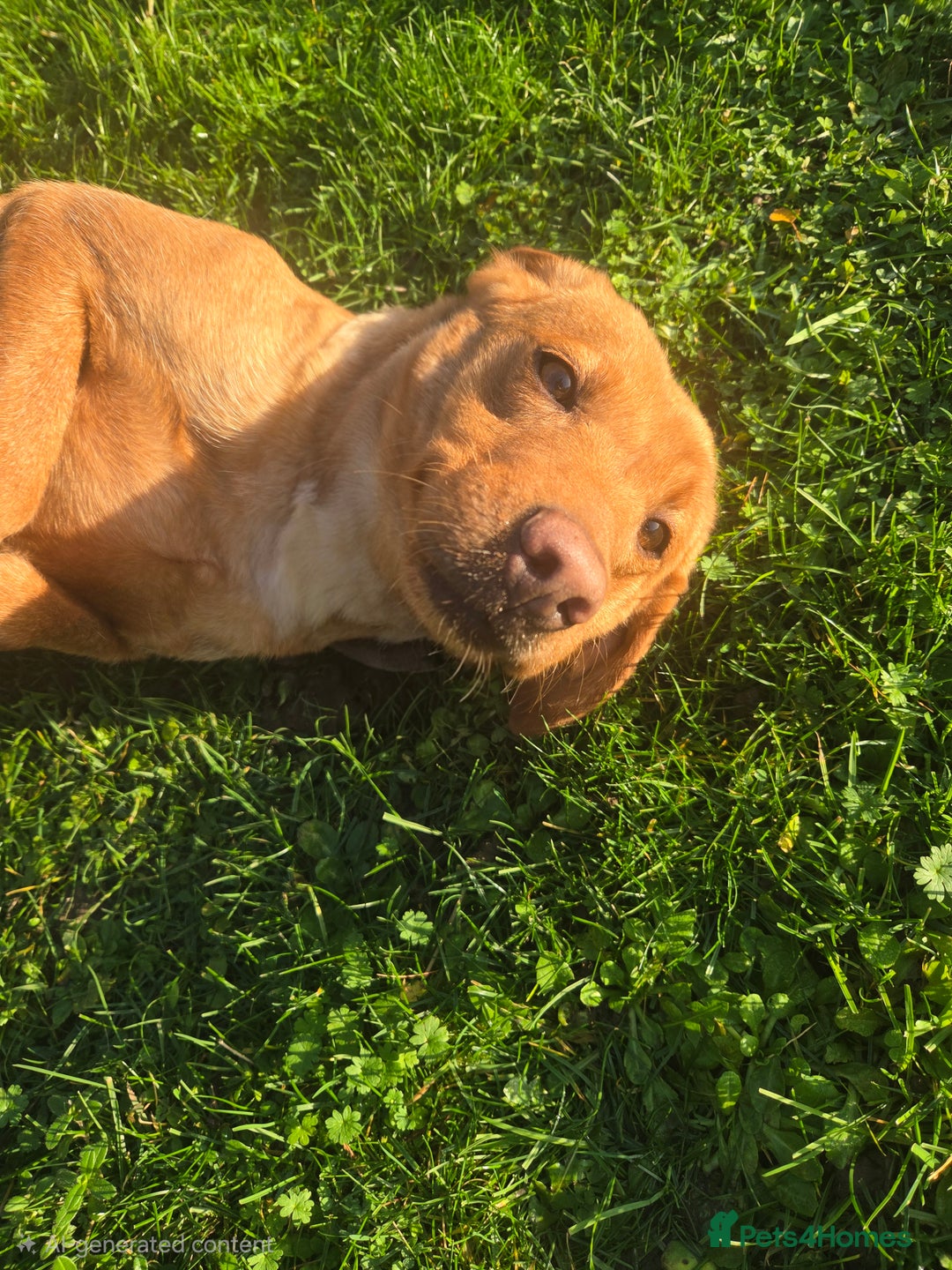 Labrador Retriever dogs for sale: 🧡 Retired gundog fox red labrador 🧡 - Advert 4