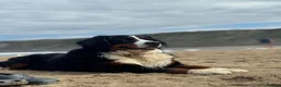 Bernese Mountain Dog dogs for sale: KC Bernese Mountain Dog Puppies - Advert 2