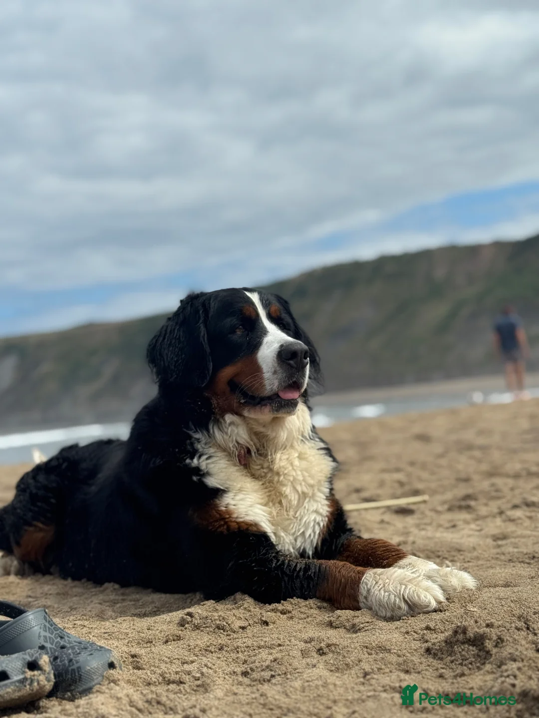 Bernese Mountain Dog dogs for sale: KC Bernese Mountain Dog Puppies - Advert 2