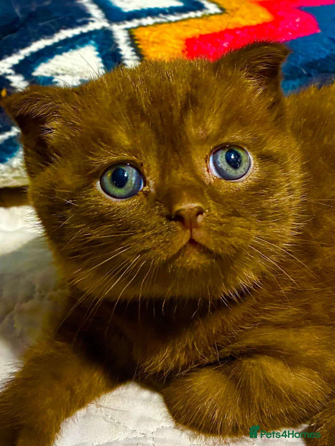 Scottish Fold cats for sale: Scottish Fold Kittens for sale - Advert 12