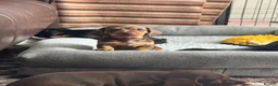 Miniature Dachshund dogs for sale: Gorgeous KC reg miniature dachshund puppies  - Advert 4
