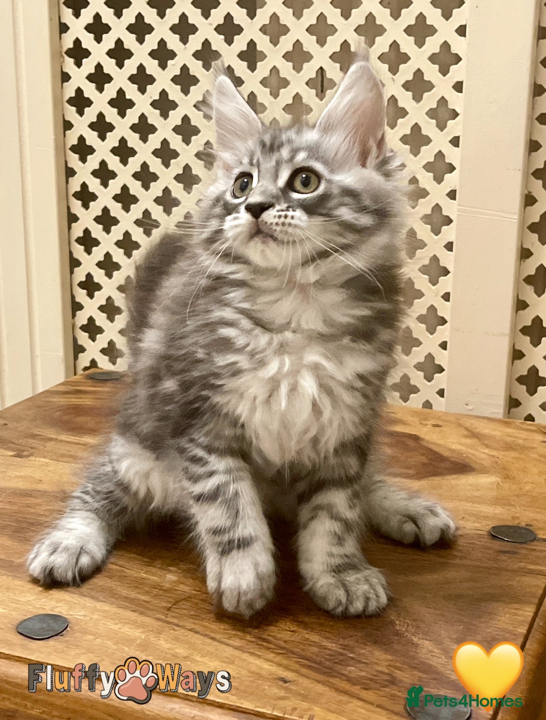 Maine Coon cats for sale: 🐾🦁 *TICA* MAINE COON KITTENS 🧬 DNA CLEAR 🦁🐾 - Image 14