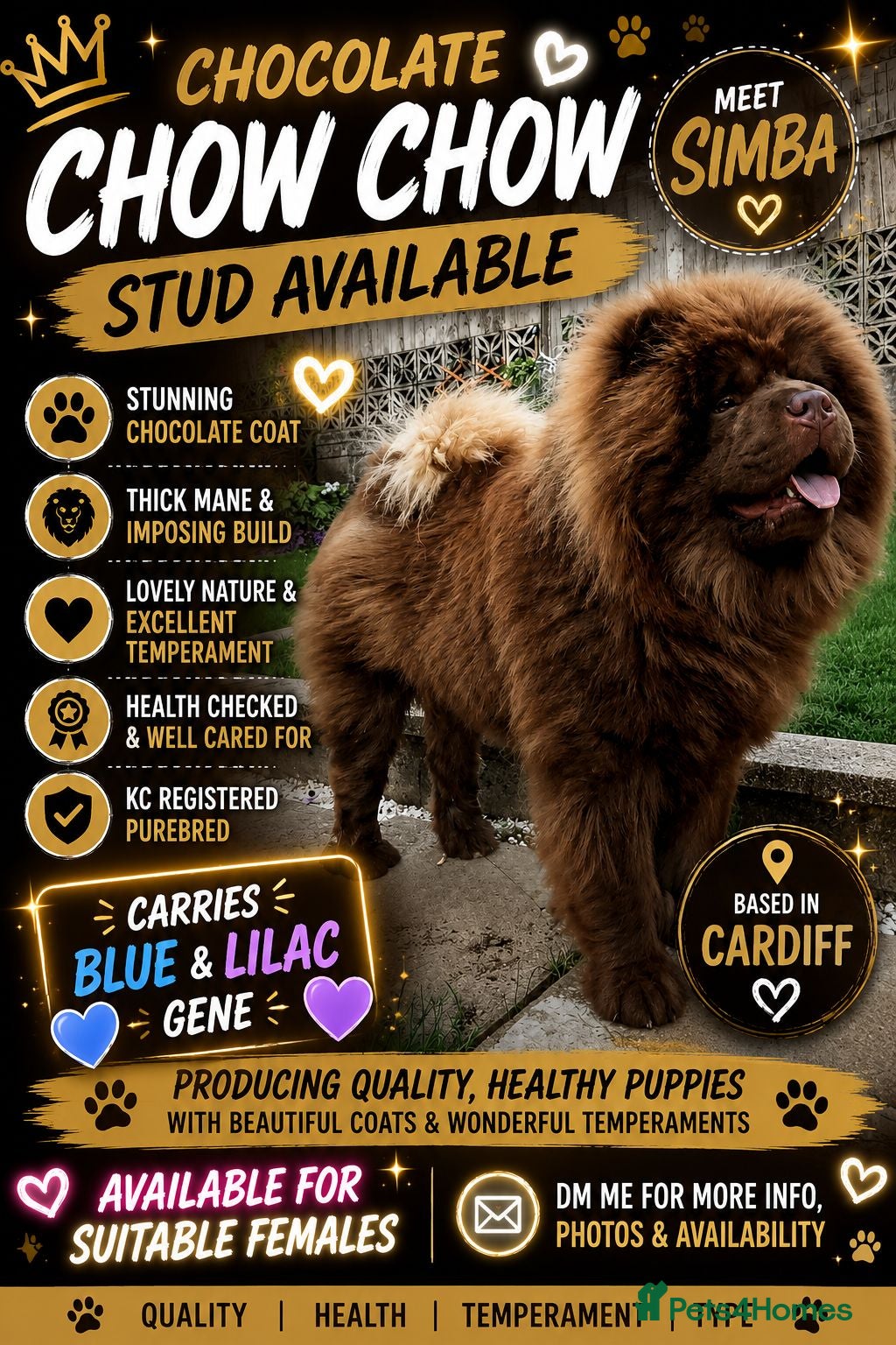 Chow Chow dogs 🍫 KC Registered Chocolate Chow Chow Stud 🐾  - Advert 16