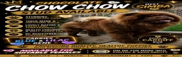 Chow Chow dogs for stud: 🍫 KC Registered Chocolate Chow Chow Stud 🐾  - Advert 1