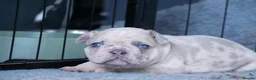 French Bulldog dogs for sale: French bulldog puppies  in Edinburgh - Advert 4