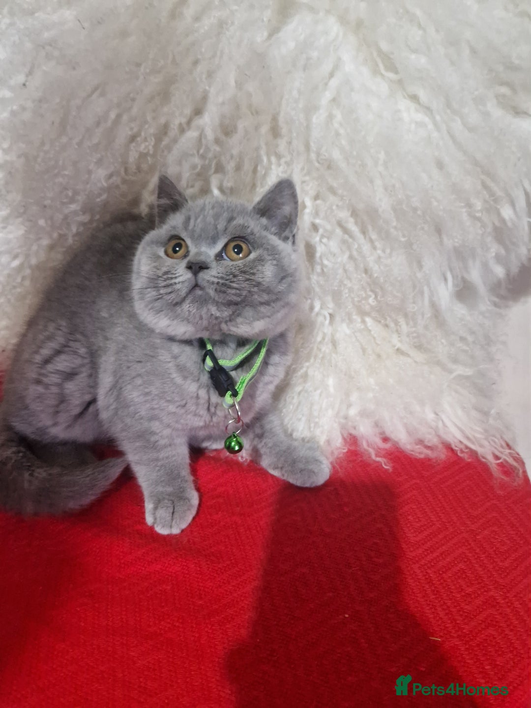 British Shorthair cats for sale: British shoort hair blue kittens for sale  - Advert 3